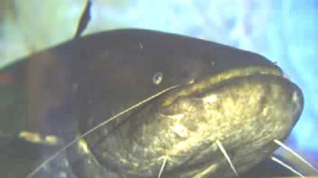 silure-bébert-limoges-aquarium-lheb-héros