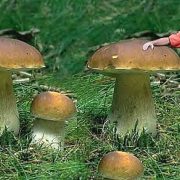 coin-champignon-limoges-lheb-2018