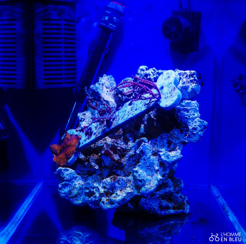 aquarium-expo-formes-vivantes