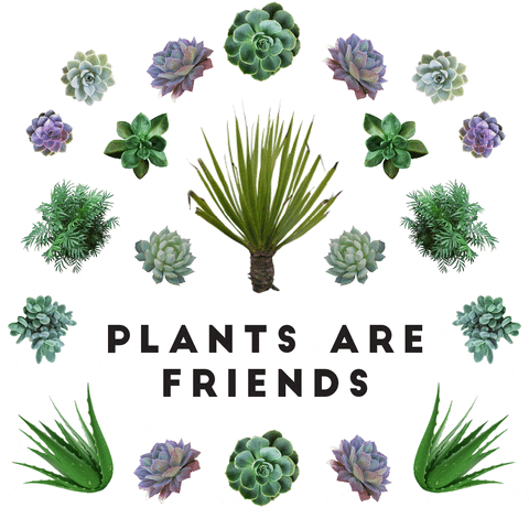 plants-friends